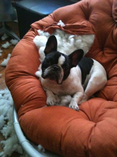 Собака и диван (4 фото) 