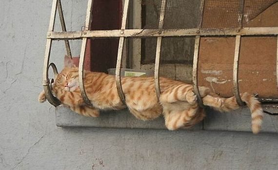 Коты отдыхают (45 фото) 